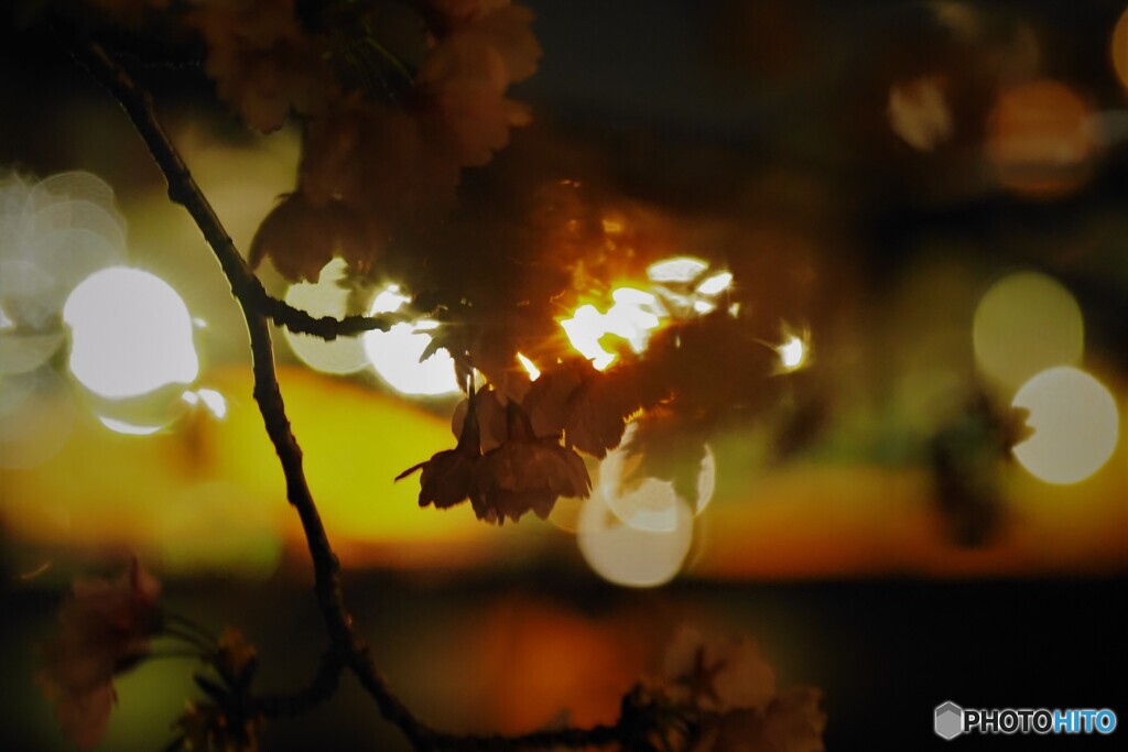 汐入夜桜４景プラス④