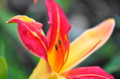 水無月花ー７