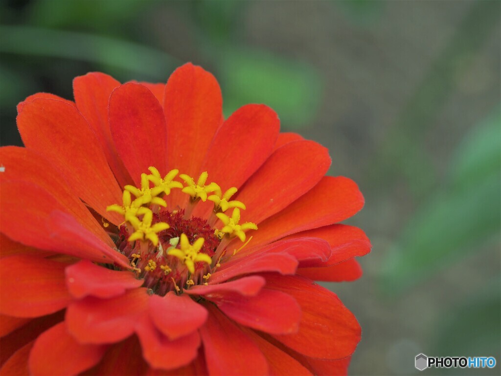 八つ星