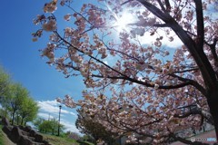 平成最後を咲く桜達～lxviii