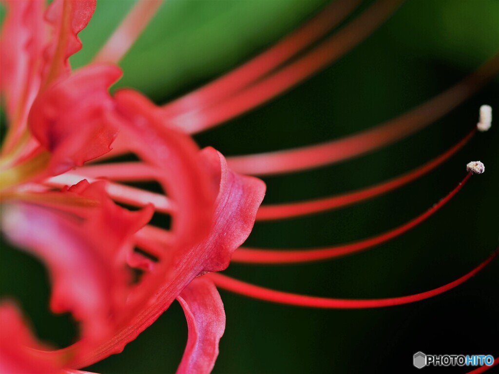 曼殊沙華