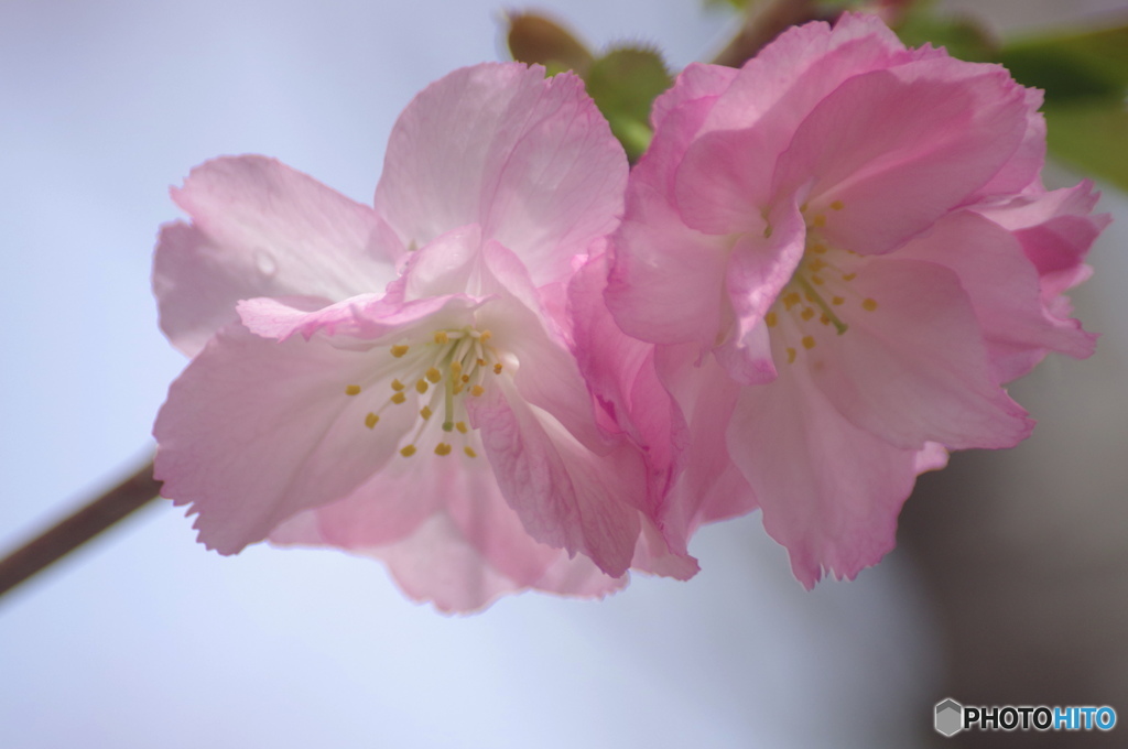 卯月桜ー里桜ー３