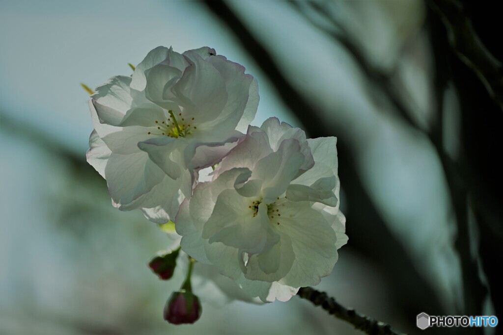 汐入八重桜 福禄寿～ⅱ