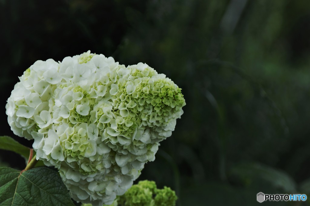 季節の花に思う、、、ⅰ