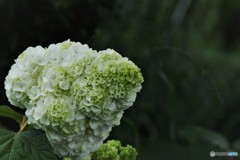 季節の花に思う、、、ⅰ