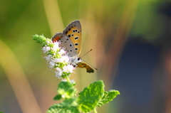 紅シジミチョウの舞ー７