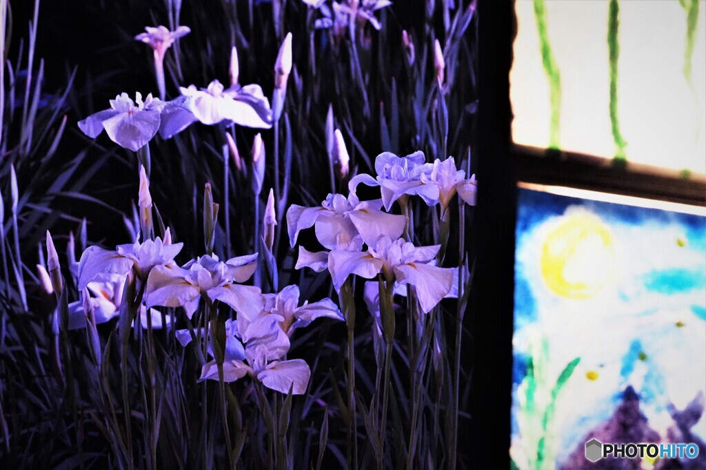 菖蒲園～xvii