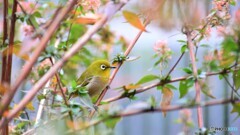 冬の輝き～④