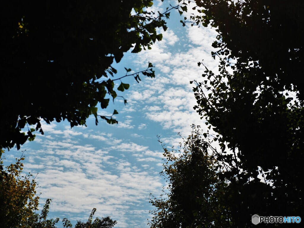 銀杏と秋空