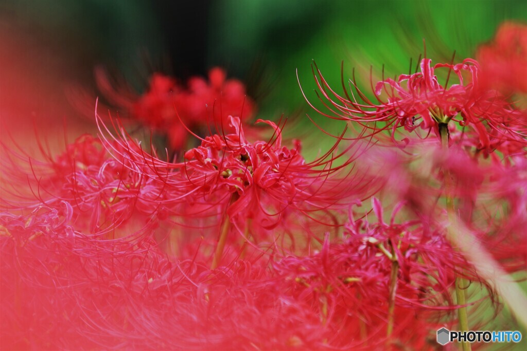 曼殊沙華