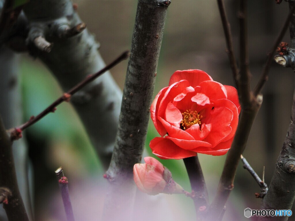 紅い木瓜