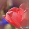 卯月花ー５