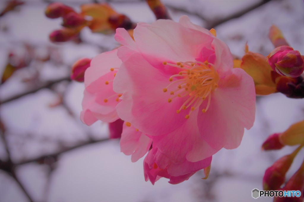 汐入、河津桜ⅳ
