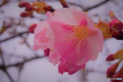 汐入、河津桜ⅳ