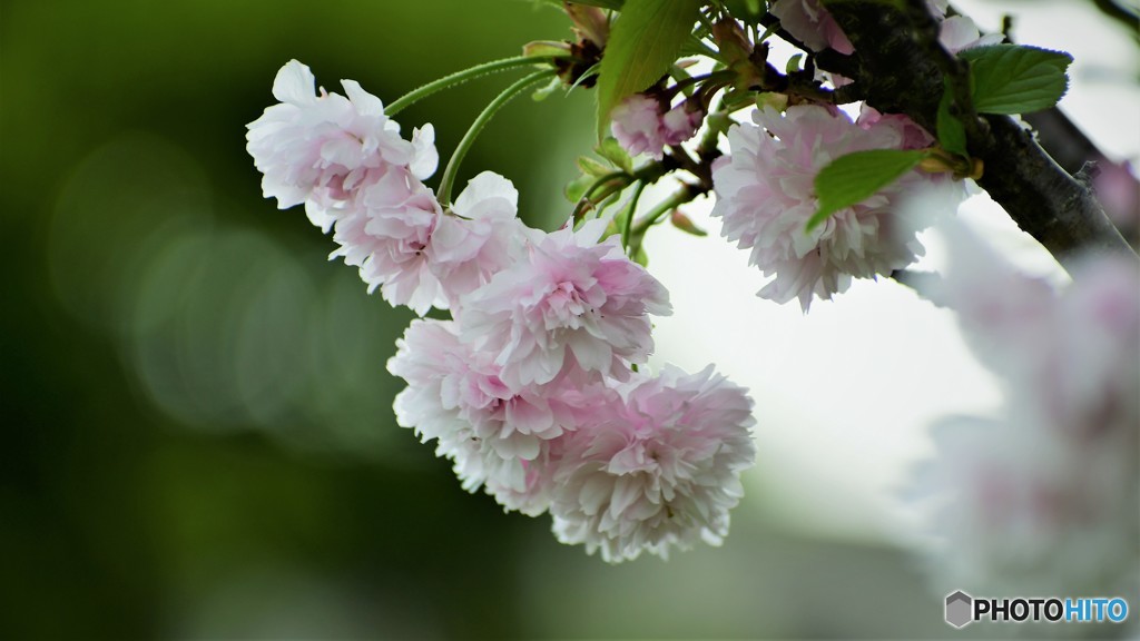 平成最後を咲く桜達～lxxvi