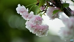 平成最後を咲く桜達～lxxvi