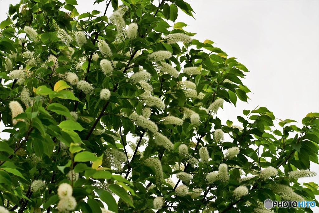 櫻に見えない桜～ⅰ