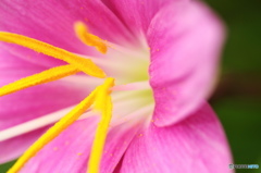 葉月花ー35
