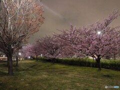 オオカン夜桜～ⅴ
