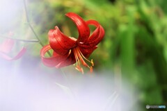 アガバンサスの向こうに鬼