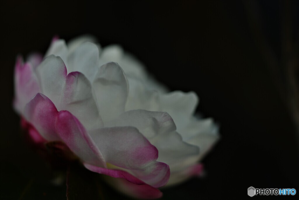 山茶花