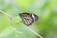 足立生物園～⑤