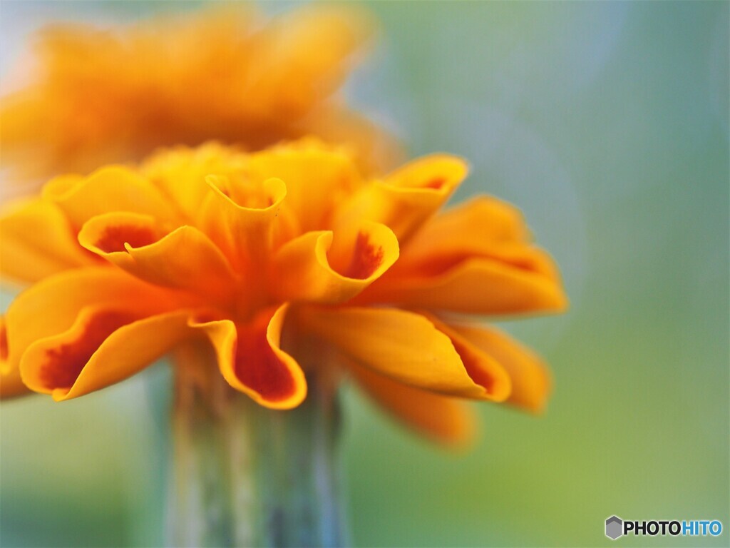 真心。