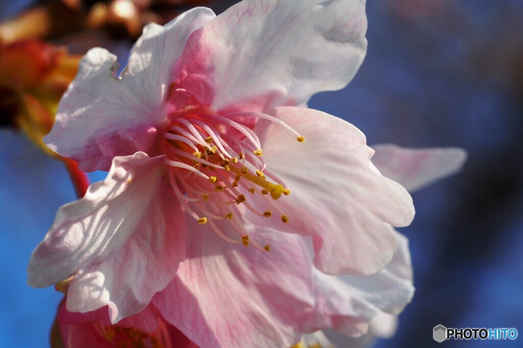 2021桜だより～ⅰ