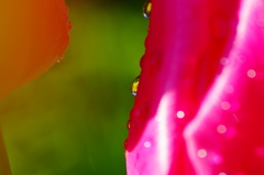 雨上がりのチューリップ－１