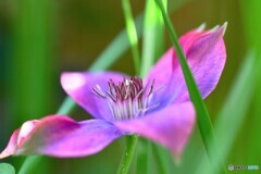 季節外れの花～ⅱ