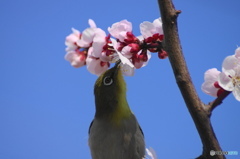 豊後梅の中でー３