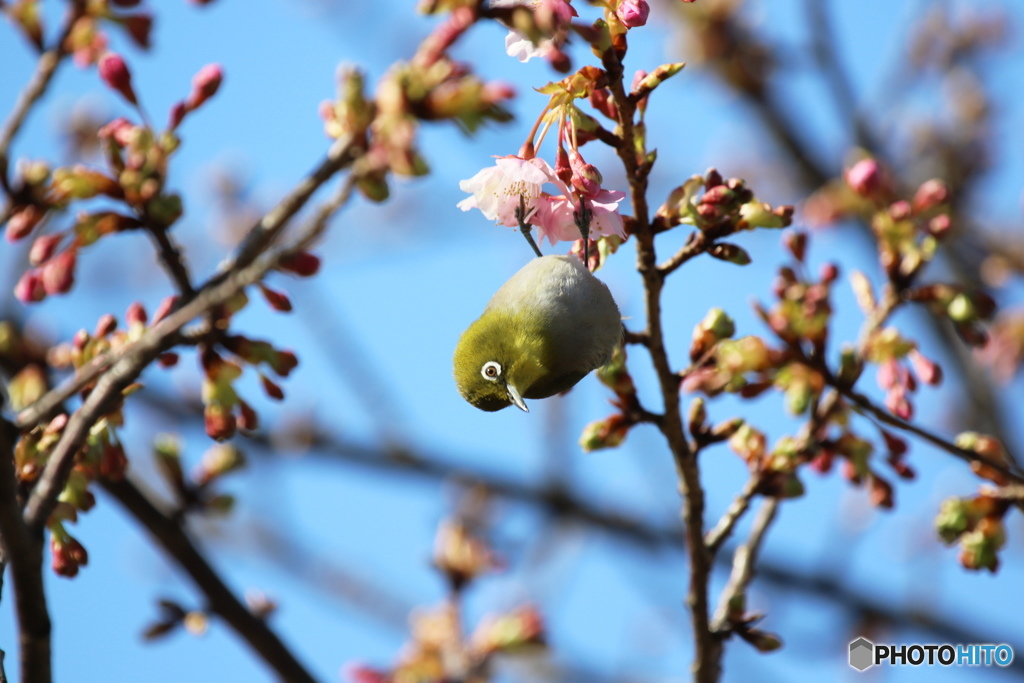ぶら下がり