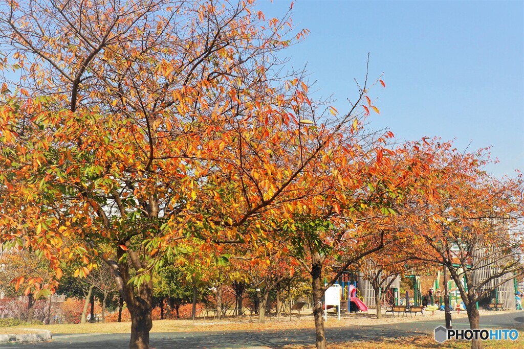 桜の紅葉～江戸彼岸