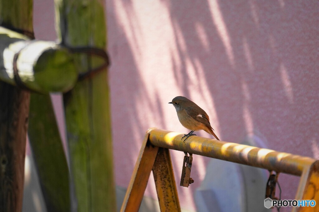 ２０２１のジョビ娘～ⅱ