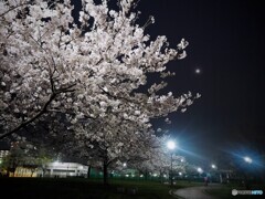 夜桜と朧月夜～ⅱ
