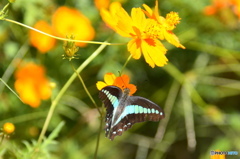 アオスジアゲハ－３