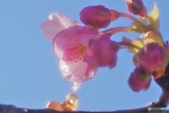 汐入、河津桜ⅲ