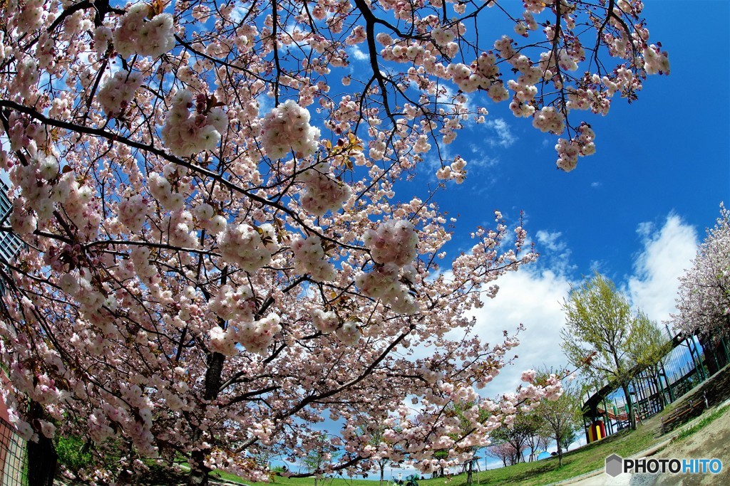 平成最後を咲く桜達～lxvi