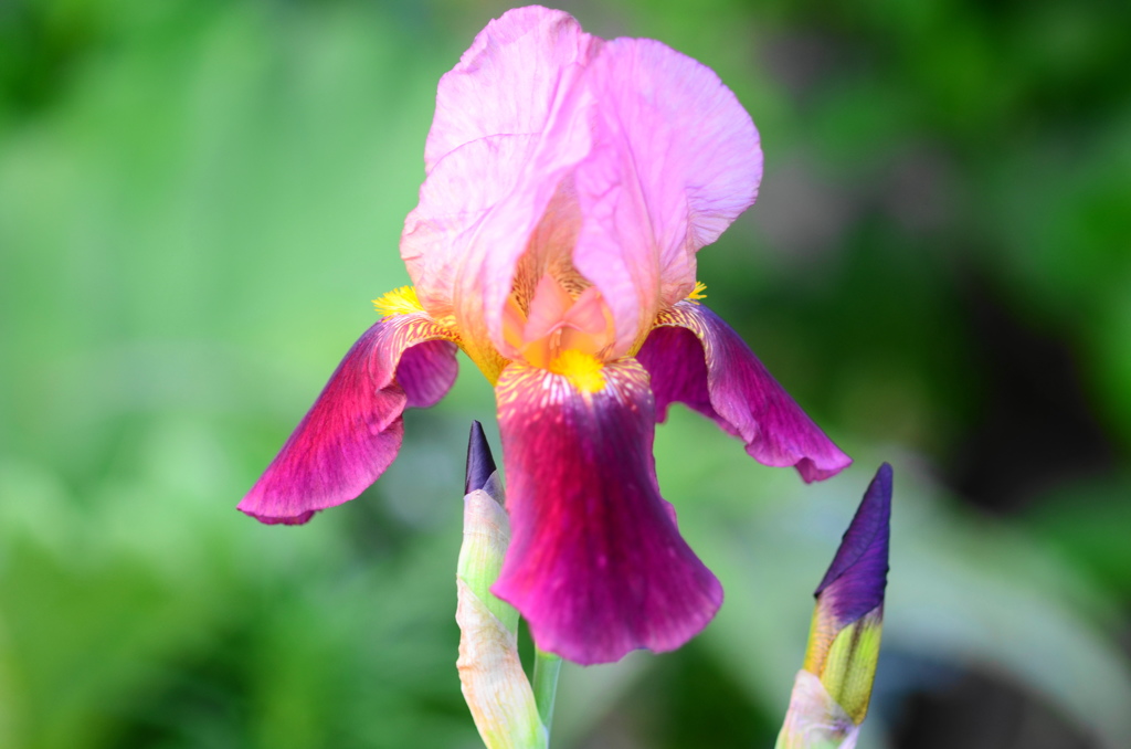 菖蒲ー８