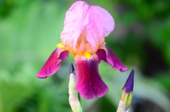 菖蒲ー８