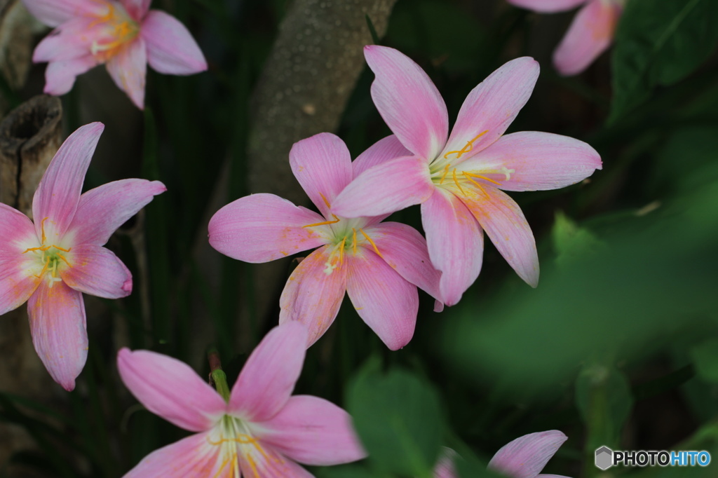 葉月花ー38