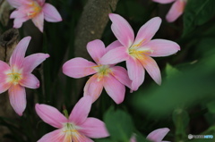 葉月花ー38
