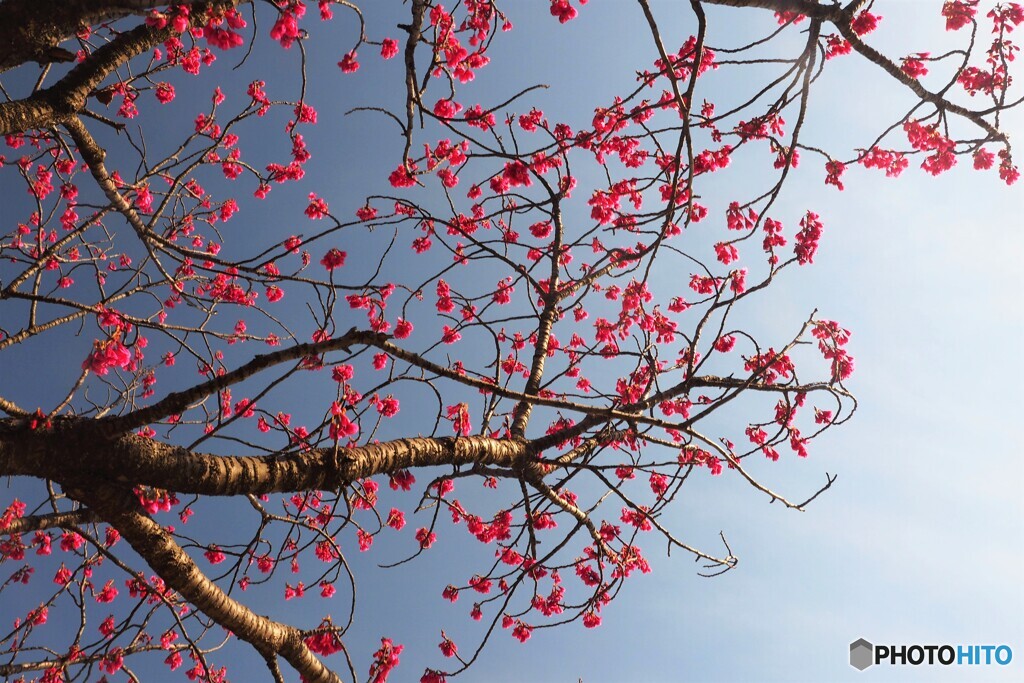 河津桜の親桜～ⅱ