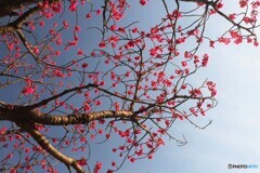 河津桜の親桜～ⅱ