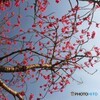 河津桜の親桜～ⅱ