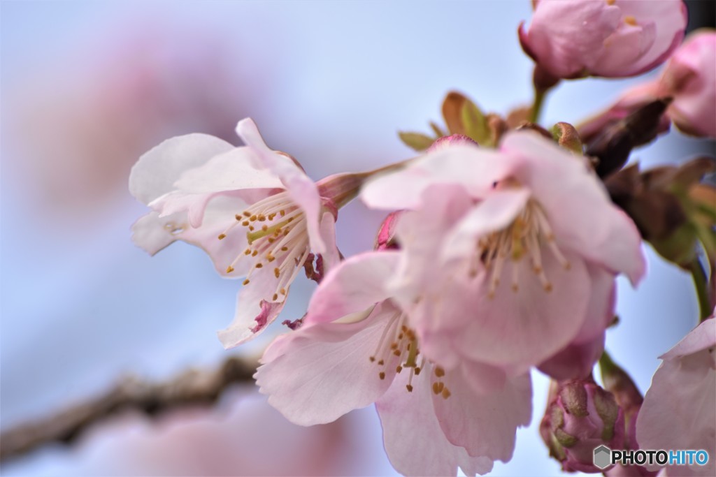 汐入公園オオカン桜２０１８ⅲ