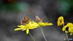 黄色に紅、、、。