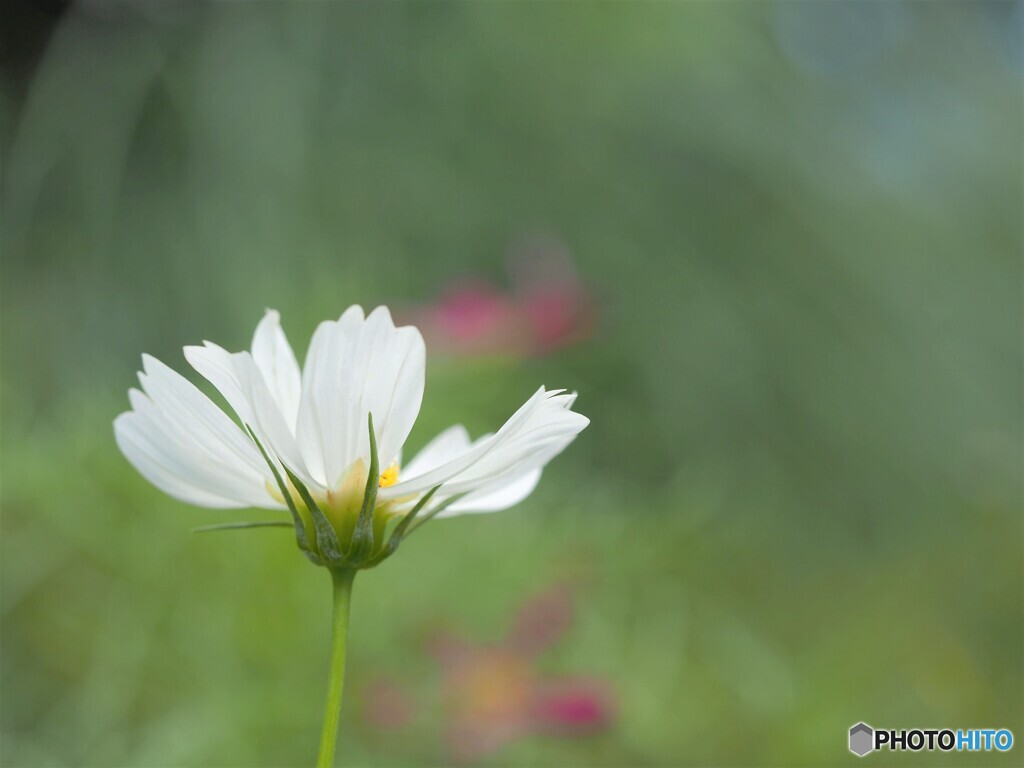 白い秋桜