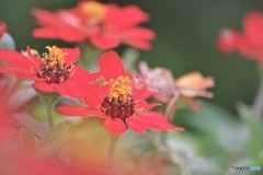 Zinnia angustifolia、、、ⅱ