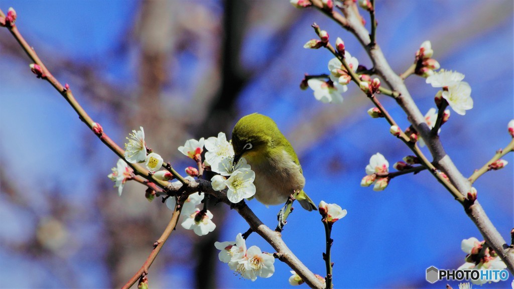 ２０１９～ウメジロウ
